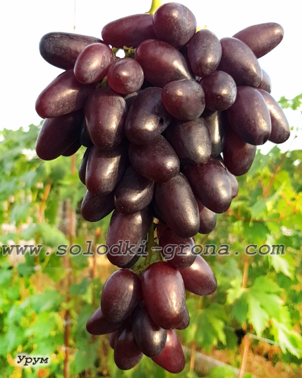 Виноград Урум